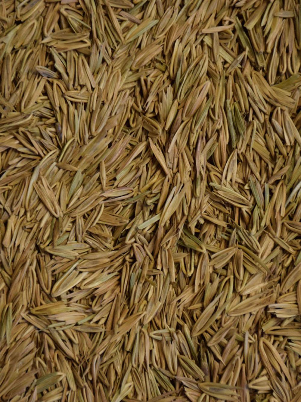 Virginia Wild Rye